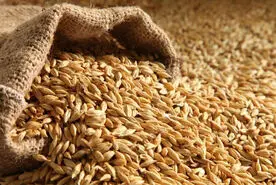 اصرار طب سنتی برای خوردن این دانه بی جهت نبوده / علم مدرن هم تایید کرد