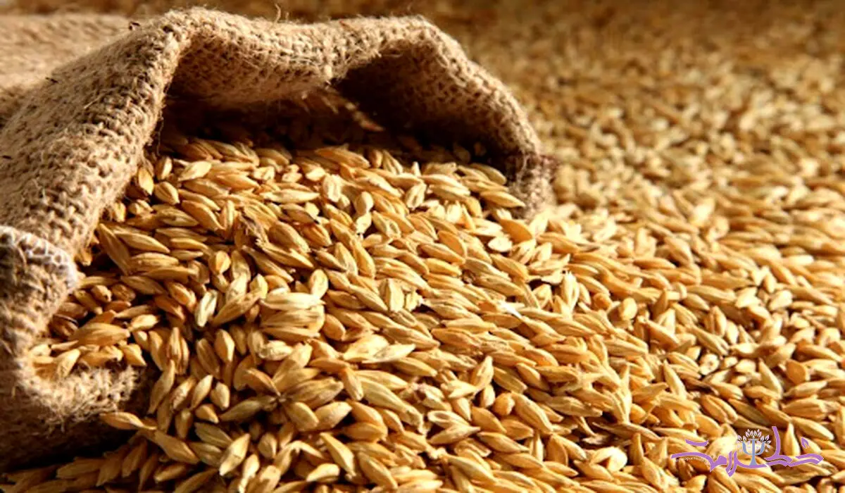 اصرار طب سنتی برای خوردن این دانه بی جهت نبوده / علم مدرن هم تایید کرد
