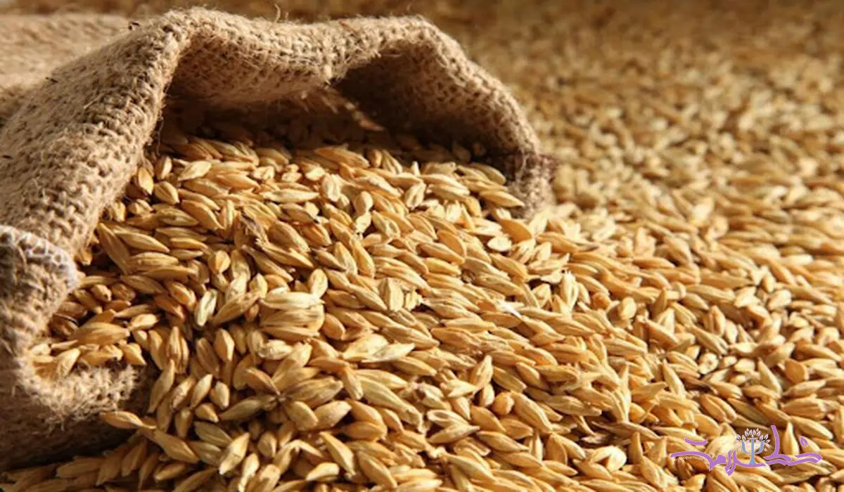 اصرار طب سنتی برای خوردن این دانه بی جهت نبوده / علم مدرن هم تایید کرد