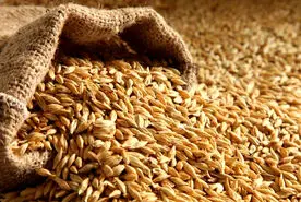 اصرار طب سنتی برای خوردن این دانه بی جهت نبوده / علم مدرن هم تایید کرد