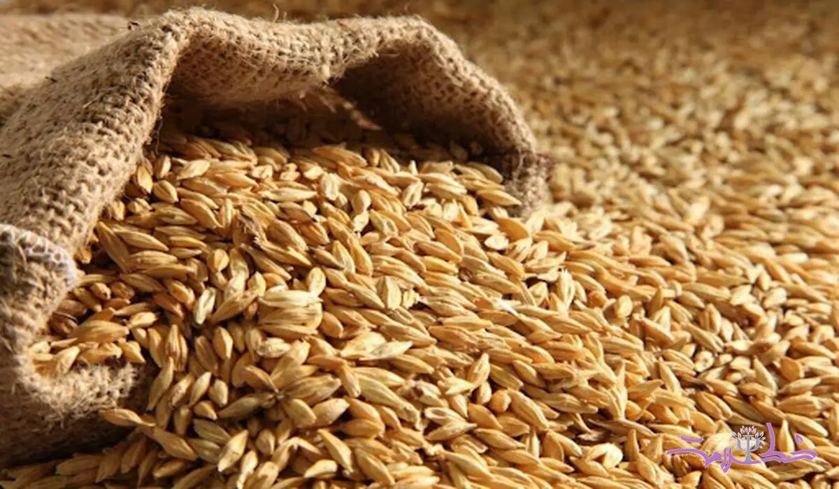 اصرار طب سنتی برای خوردن این دانه بی جهت نبوده / علم مدرن هم تایید کرد