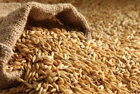 اصرار طب سنتی برای خوردن این دانه بی جهت نبوده / علم مدرن هم تایید کرد