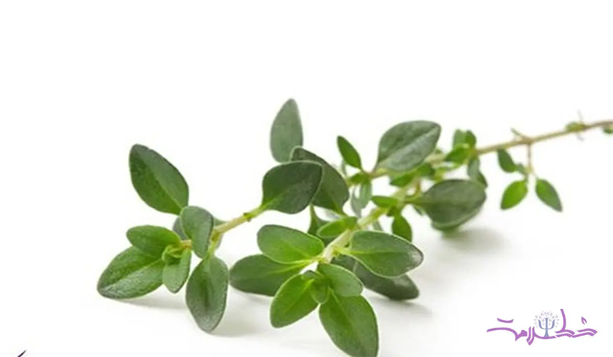 خواص درمانی شگفت‌انگیز آنخ برای تقویت جنسی