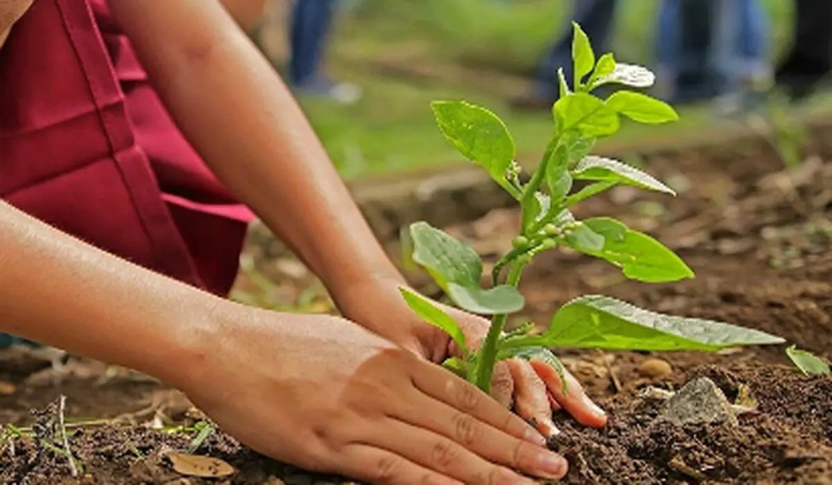 چگونه درخت بکاریم؟ راهنمای کامل کاشت درخت به روش اصولی