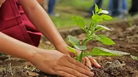 چگونه درخت بکاریم؟ راهنمای کامل کاشت درخت به روش اصولی