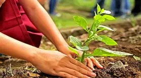 چگونه درخت بکاریم؟ راهنمای کامل کاشت درخت به روش اصولی
