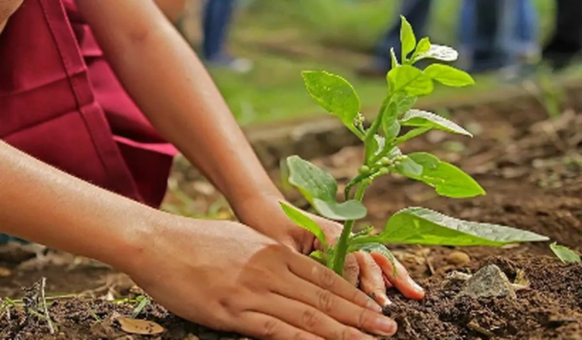 چگونه درخت بکاریم؟ راهنمای کامل کاشت درخت به روش اصولی