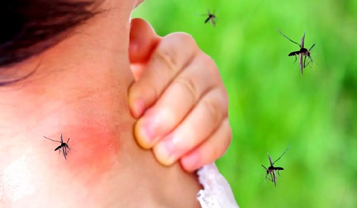 چرا باید مراقب باشی پشه نیش تان نزند؟ 