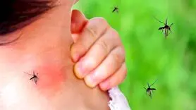 چرا باید مراقب باشی پشه نیش تان نزند؟ 