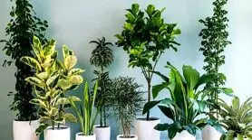 چگونه از گیاهان آپارتمانی در تعطیلات نوروزی مراقبت کنیم؟ 