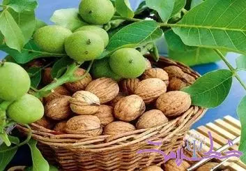 برگ گردو، یک داروی طبیعی برای همه دردها