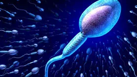 آیا اسپرم‌ها برای رسیدن به تخمک واقعاً مسابقه می‌دهند؟