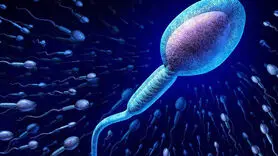 آیا اسپرم‌ها برای رسیدن به تخمک واقعاً مسابقه می‌دهند؟