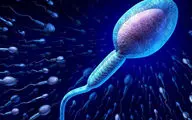 آیا اسپرم‌ها برای رسیدن به تخمک واقعاً مسابقه می‌دهند؟