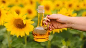 خاصیت های روغن آفتابگردان به تنهایی یک طومار است! + مضرات