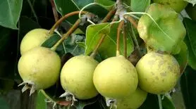 انچوچک چیست و چه خواصی دارد؟