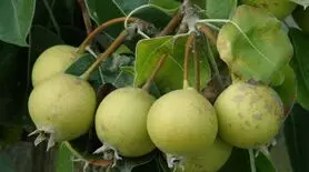 انچوچک چیست و چه خواصی دارد؟