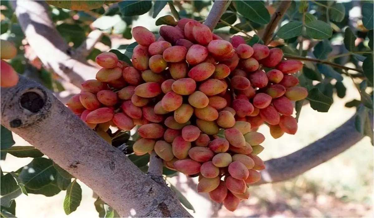 قطعی برق، بلای جان کشاورزی کرمان؛ پسته‌ها پوک شدند