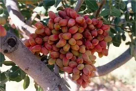 قطعی برق، بلای جان کشاورزی کرمان؛ پسته‌ها پوک شدند
