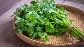 طب سنتی شاه سبزی ها را به این سبزی خوش عطر و بو داده است