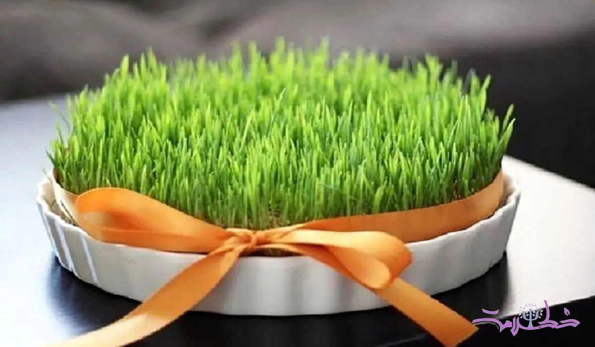 با خواص آب سبزه گندم چرا باید آشنا شوید!