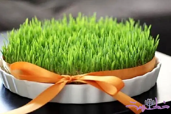 با خواص آب سبزه گندم چرا باید آشنا شوید!