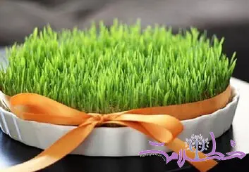 با خواص آب سبزه گندم چرا باید آشنا شوید!