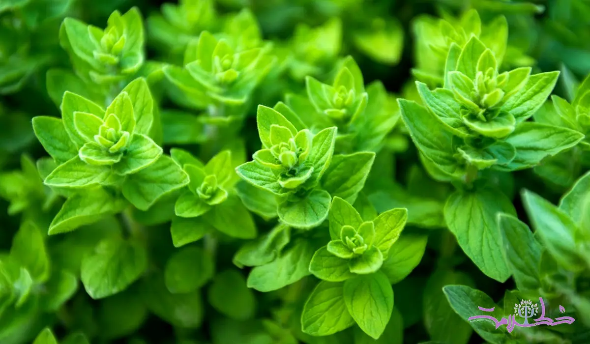 خواص درمانی و مضرات سبزی خالواش گیلانی / پونه وحشی را بهتر بشناسید