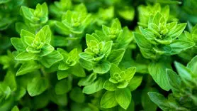 خواص درمانی و مضرات سبزی خالواش گیلانی / پونه وحشی را بهتر بشناسید