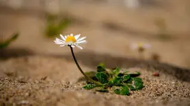 نقشه جهانی نمودار امید به زندگی ترسیم شد