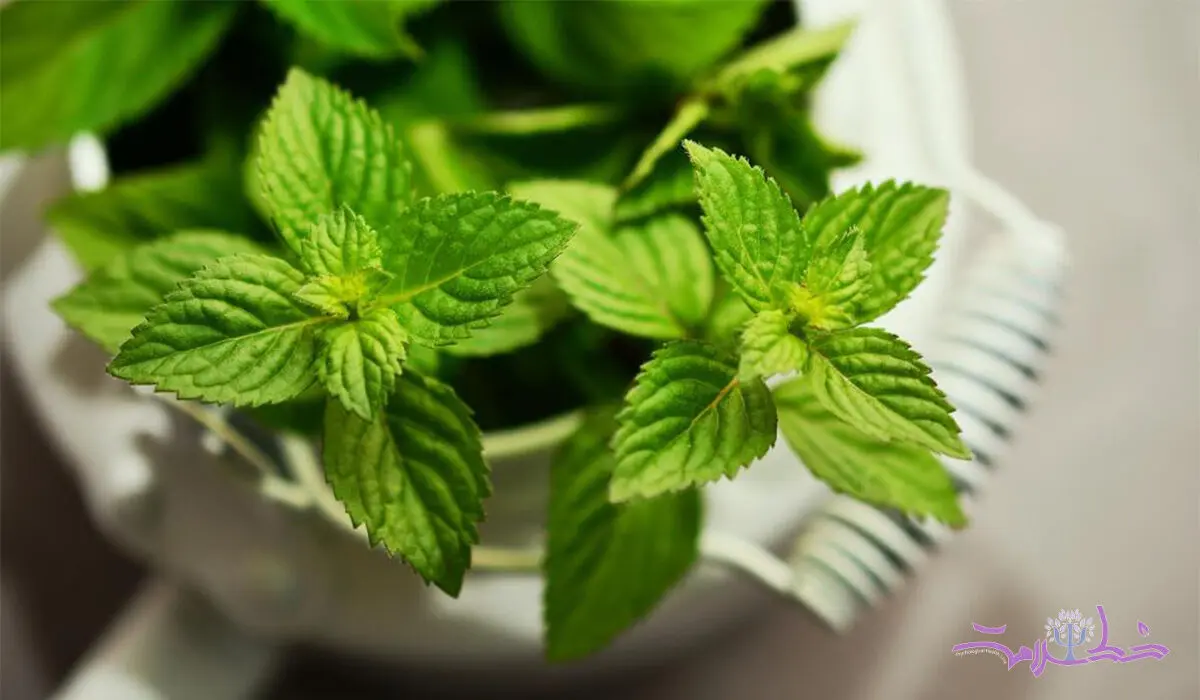 یک سبزی در دسترس برای گزش حشرات