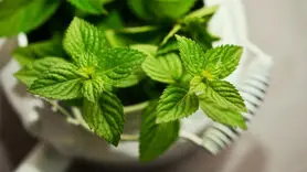 یک سبزی در دسترس برای گزش حشرات