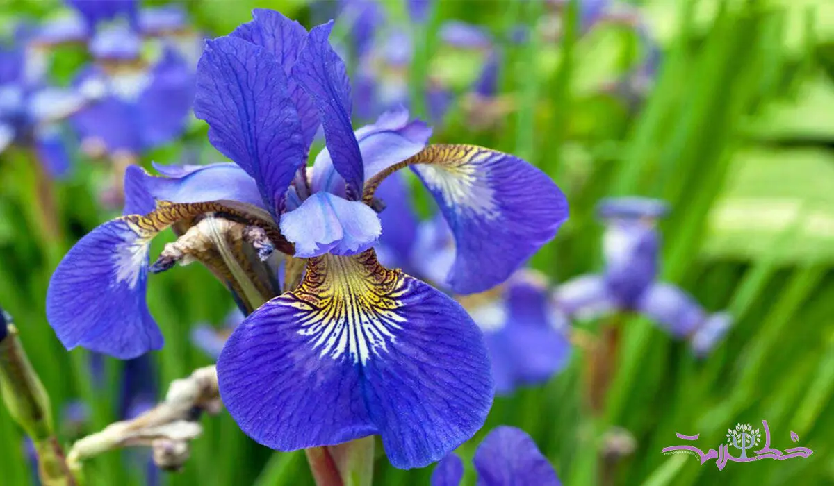 فواید روغن زنبق در طب سنتی 