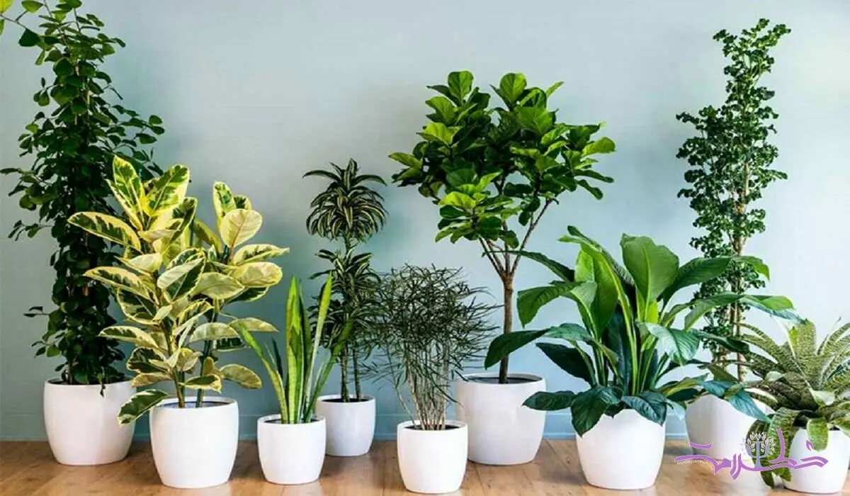 این چند اشتباه گیاهان آپارتمانی را از بین می برد