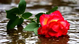 عشق های از دست رفته رمز گشایی شد