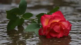 عشق های از دست رفته رمز گشایی شد
