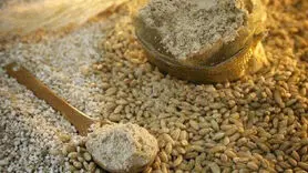 سویق گندم خوراکی مقوی برای رشد، انرژی و سلامت بدن