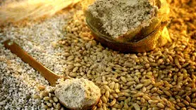 سویق گندم خوراکی مقوی برای رشد، انرژی و سلامت بدن
