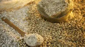 سویق گندم خوراکی مقوی برای رشد، انرژی و سلامت بدن