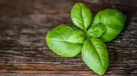 خواص شگفت انگیز سبزی ریحان برای پوست + ۷ روش طبیعی برای داشتن پوستی شفاف و بدون جوش
