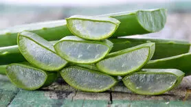 خواص درمانی گیاه صبور در طب سنتی