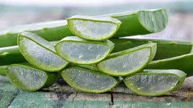 خواص درمانی گیاه صبور در طب سنتی