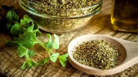 خواص درمانی پونه از مقابله با باکتری‌ها و قارچ‌ها گرفته تا کاهش التهاب و استرس !