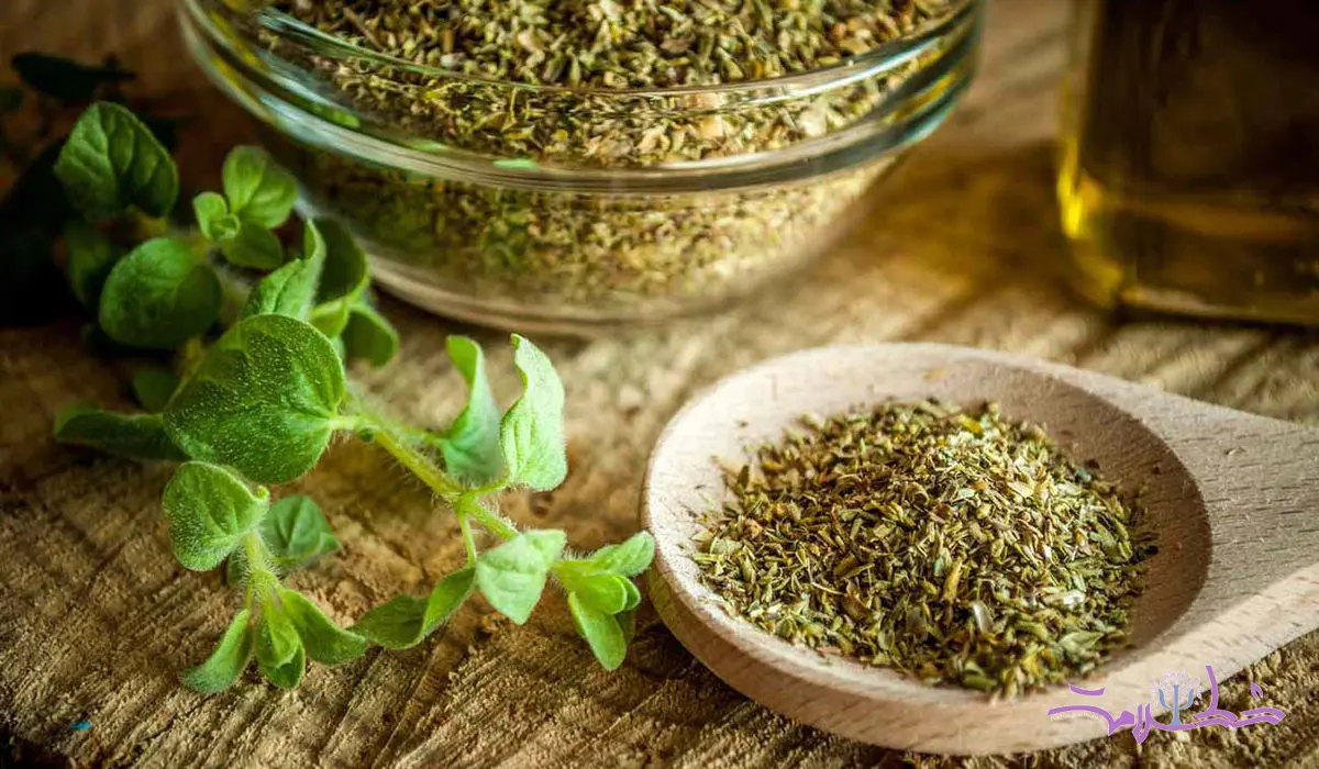 خواص درمانی پونه از مقابله با باکتریها و قارچها گرفته تا کاهش التهاب و استرس !
