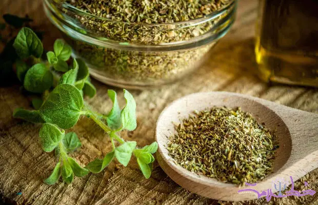 خواص درمانی پونه از مقابله با باکتری‌ها و قارچ‌ها گرفته تا کاهش التهاب و استرس !