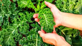 خواص معجزه آسای کلم کیل برای درمان  پوکی استخوان