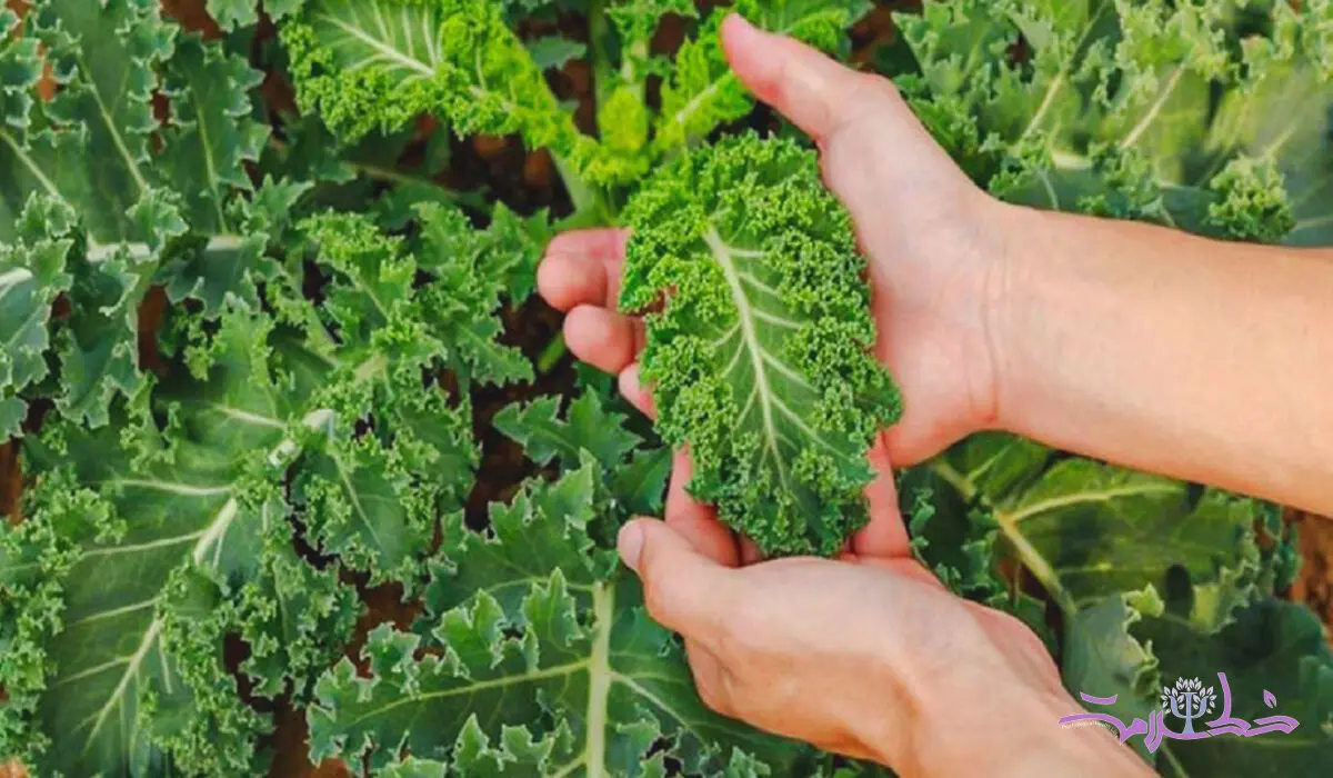خواص معجزه آسای کلم کیل برای درمان  پوکی استخوان