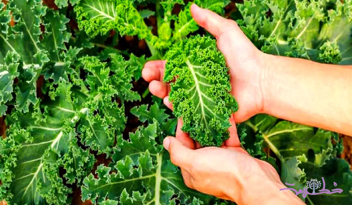 خواص معجزه آسای کلم کیل برای درمان  پوکی استخوان