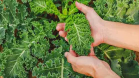 خواص معجزه آسای کلم کیل برای درمان  پوکی استخوان