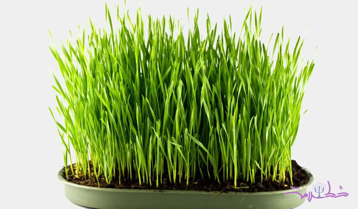 طرز تهیه سبزه جو برای سفره هفت‌سین / چند روز به عید درست کنید؟